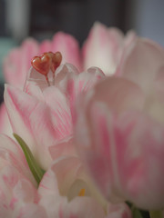 blurred bouquet of spring flowers, pink tulips close up