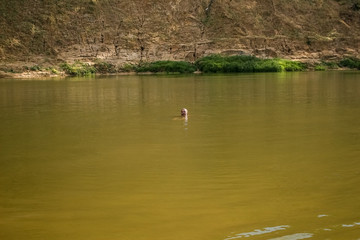 Naklejka na ściany i meble A man swims in a green river