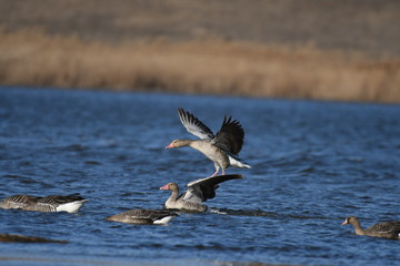 Greater White-fronted Goose (Anser albifrons) 