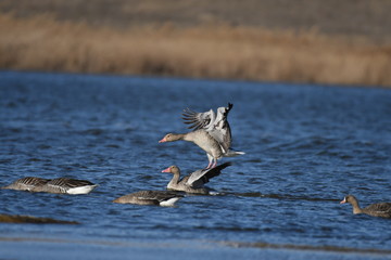 Greater White-fronted Goose (Anser albifrons) 