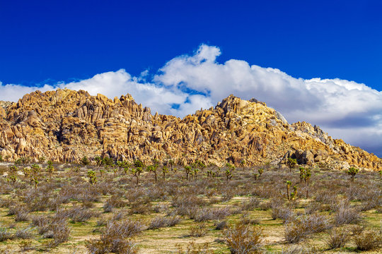 Boulder hill in the Mojave Desert with a small grove of Joshua Trees, photographed near Palmdale, California.
