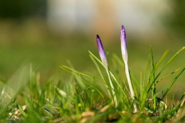 Purple Crocus in spring