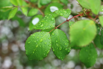Sprig of rose bush with raindrops on the leaves against the white petals.