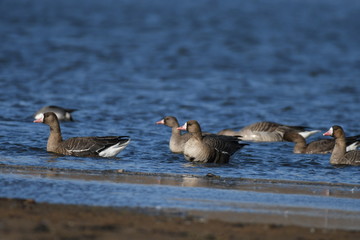 Greater White-fronted Goose (Anser albifrons) 