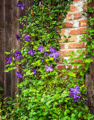 Nice purple clematis in the garden - obrazy, fototapety, plakaty