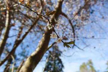 Spring Blooms 2