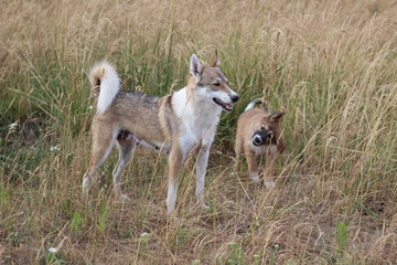huskies on the hunt happy puppy meadow