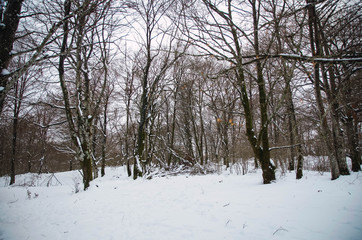  Landscape of a snowy forest in Basque country