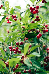 Closeup of ripe red cherry berries on tree among green leaves