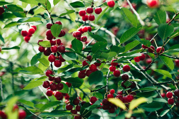 Obraz premium Closeup of ripe red cherry berries on tree among green leaves