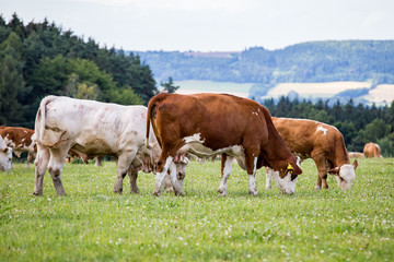 Naklejka na ściany i meble Herd of cows at summer green field