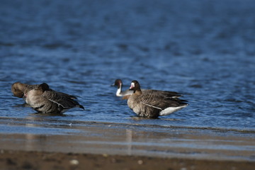 Greater White-fronted Goose (Anser albifrons) 
