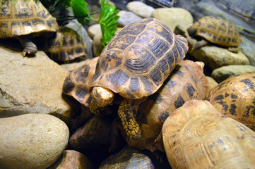 turtle on the stones
