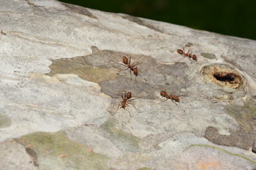 Red ant team work