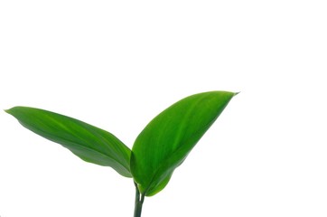 Waterplant leaves on white isolated background for green foliage backdrop 