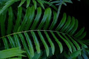 Rainforest fern with leaves branches growing in botanical garden with dark light background for green foliage backdrop 