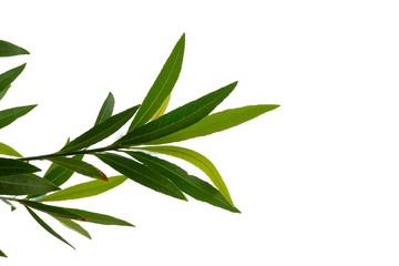 Beautiful tropical leaves on white isolated background for green foliage backdrop 