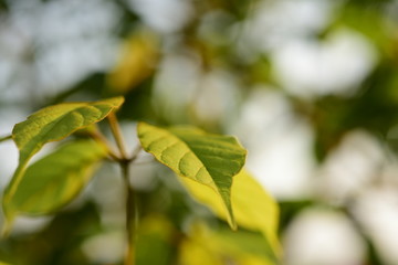 green leaf for background