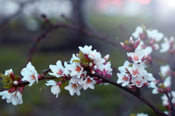 Blossom