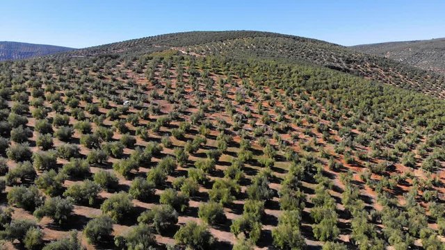 Aerial videw of olive grove in country of Jaen, Andalucia, Spain