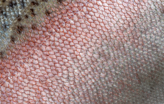 A detailed image of the skin of rainbow trout with pink, seebristy and brown scales. Macro shooting texture