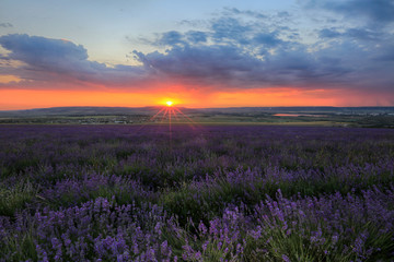 Fototapeta na wymiar Lavender blooms in a field in the rays of the setting sun at sunset in Crimea