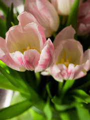 Fototapeta na wymiar blurred spring tulips happy mothers day, romantic still life, fresh flowers