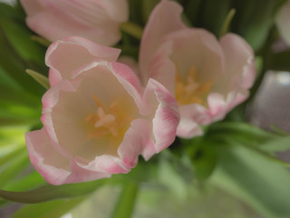 blurred spring tulips happy mothers day, romantic still life, fresh flowers