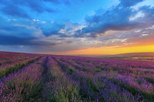 Lavender blooms in a field at sunset in Crimea © yanakoroleva27