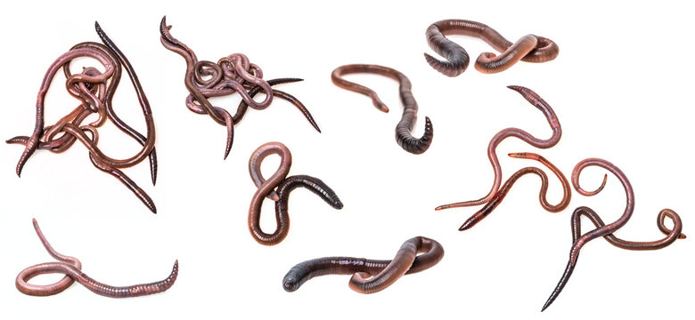 earthworms on a white background - collection