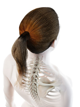 3d rendered illustration of a females skeletal back