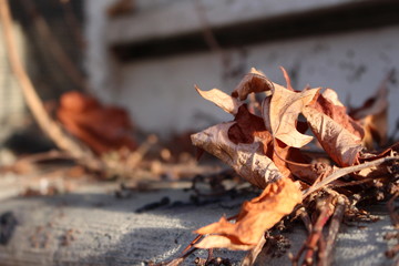 dread leaves on a window sill