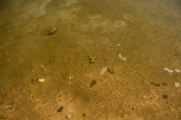 The yellow frog is lying on the bottom of the river