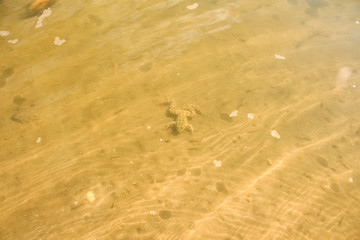 The yellow frog is lying on the bottom of the river