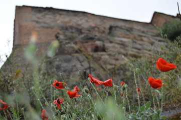 Muro y Flores