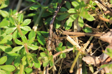 kleine Spinne auf dem Waldboden