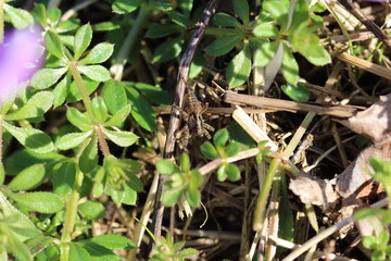 kleine Spinne auf dem Waldboden