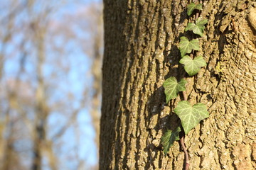 closeup of ivy on tree bark