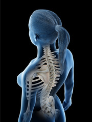 3d rendered illustration of a females skeletal back and neck