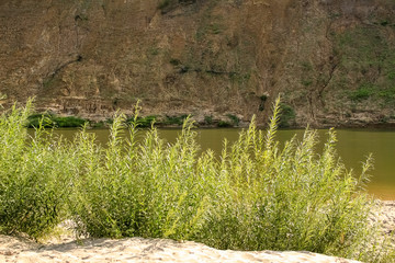 Big green bush by the river