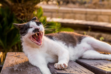 Black and white funny homeless Cat yawning on a bench at sunset