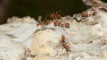 The macro image of red ants is carrying the worm back to the nest. Red ant group on the tree