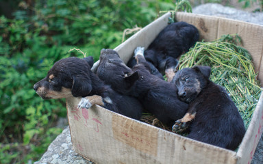 Belgorod-Dniester, Ukraine - August 07 2013: Puppies dogs in a cardboard box of candy. Artistic...