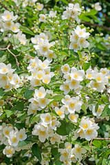 Blühender Pfeifenstrauch, Philadelphus coronarius
