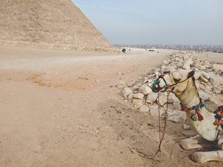 A camel near Great Pyramid at Giza, Egypt