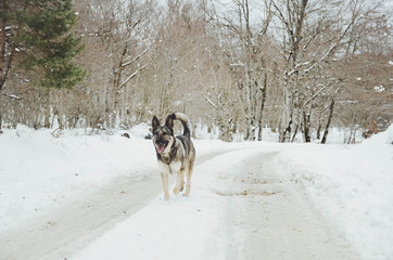  Nice happy dog ​​enjoying in the snow on the mountain
