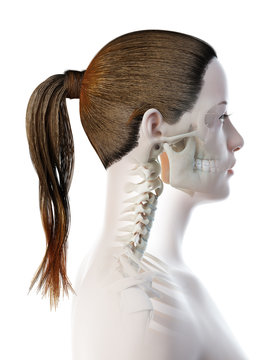 3d rendered illustration of a females bones of the head and neck