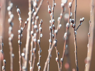 Willow branches with buds. Spring nature background © Krafla