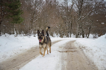  Nice happy dog ​​enjoying in the snow on the mountain