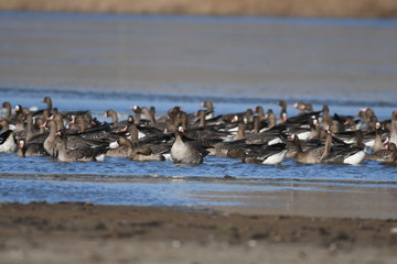 Greater White-fronted Goose (Anser albifrons) 
